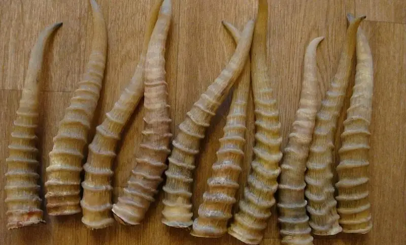 الماتى وبلىسىندا قۇنى 360 ميلليون تەڭگە تۇراتىن كيىك ءمۇيىزى تاركىلەندى