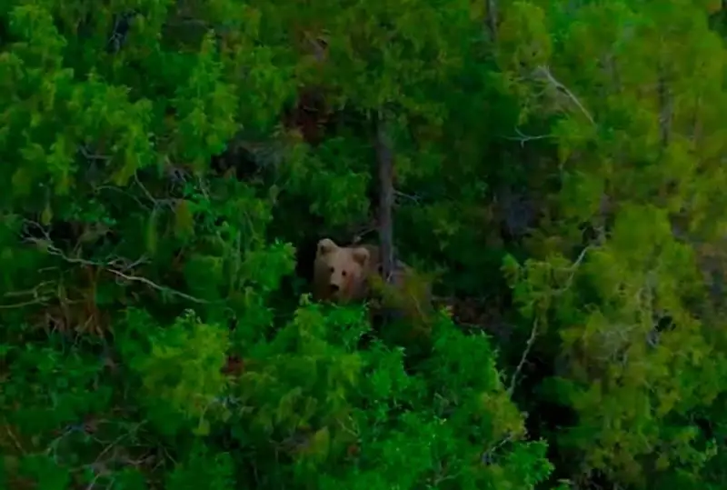 Краснокнижного бурого медведя засняли на видео в Туркестанской области