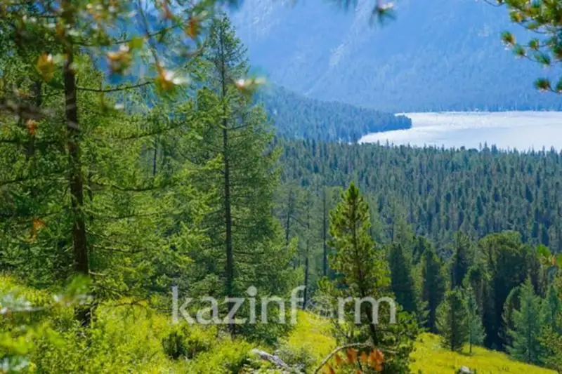 ҚР Молия вазири ўрмон хўжалигига қанча маблағ ажратилганини айтди