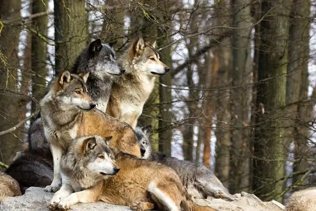 ون ءتورت قاسقىر قورىقتى اپاتتان قۇتقاردى