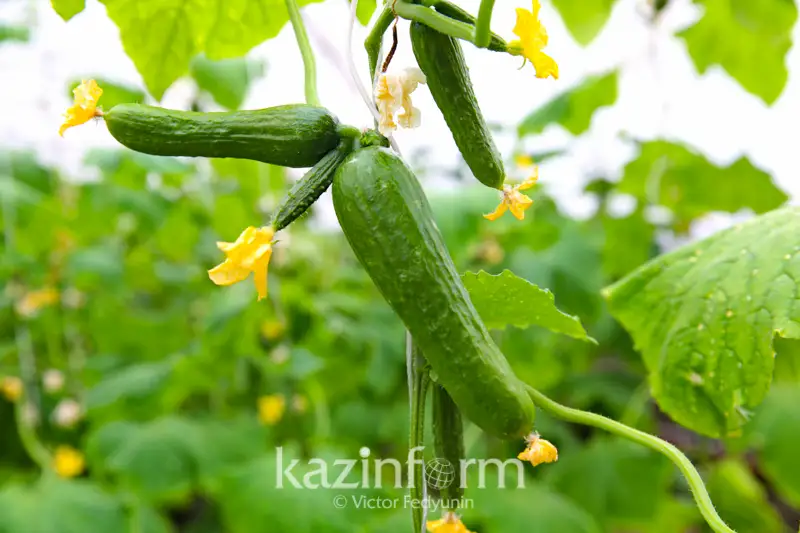 قياردى كۇندە جەۋدىڭ 5 پايداسى