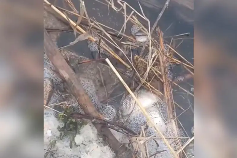 سولتۇستىك قازاقستانداعى كولدەردە بالىق قىرىلىپ جاتىر