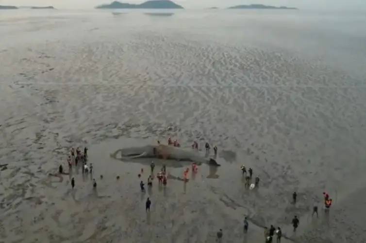 Қирғоққа чиқиб қолган китни 200 одам қутқариб олди