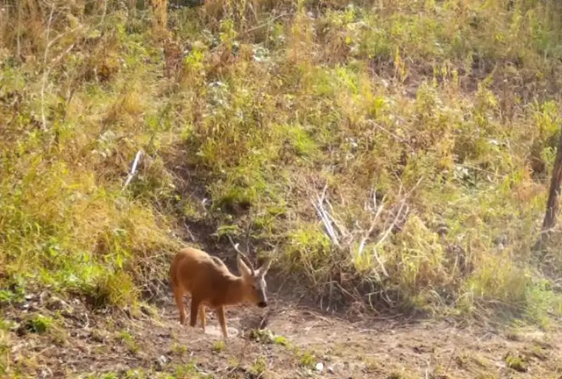 جوڭعار الاتاۋىندا تۇز جالاۋعا كەلگەن اڭدار ۆيدەوعا ءتۇسىپ قالدى
