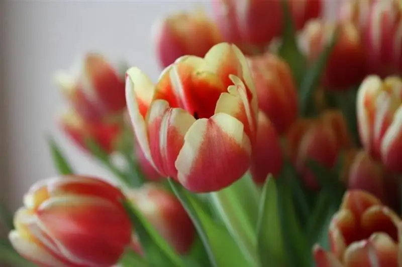 شىمكەنت تۇرعىندارىنا 400 دانا قىزعالداق تاراتىلدى