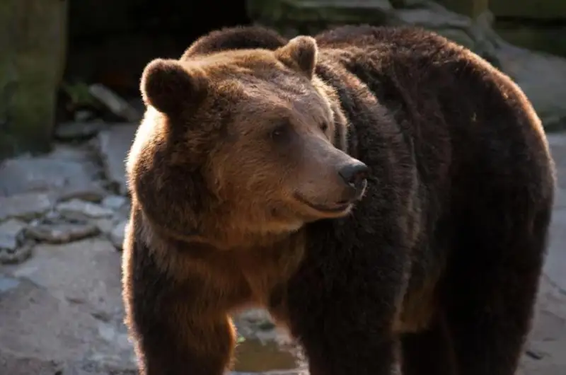 شىعىس قازاقستان وبلىسىندا ايۋ مالعا شاپتى