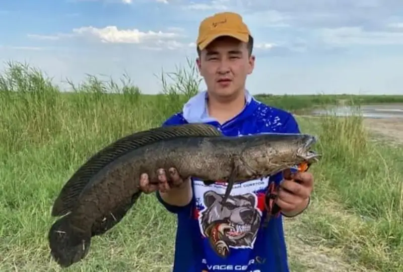 تۇركىستان وبلىسىندا سۋسىز ءومىر سۇرە الاتىن بالىق تىرشىلىك ەتەدى