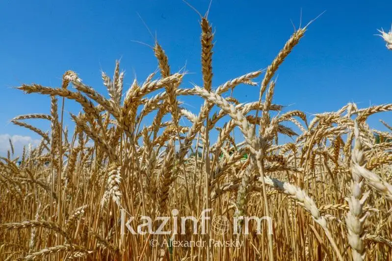 Қозоғистонда 12 миллион тонна ғалла хирмони йиғилди