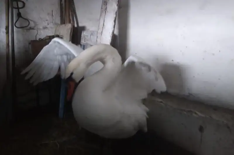 قاراعاندى وبلىسىنىڭ تۇرعىنى جارالى اققۋدى قۇتقاردى