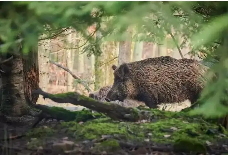 بەرلين توڭىرەگىن شۋلاتقان جابايى اڭ ارىستان ەمەس، قابان بولىپ شىقتى