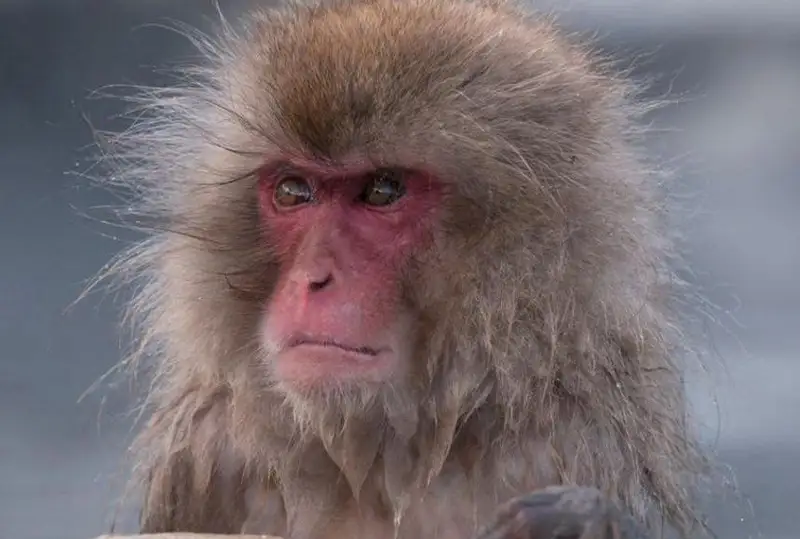 Японияда ёввойи маймунлар одамларга ҳужум қилмоқда