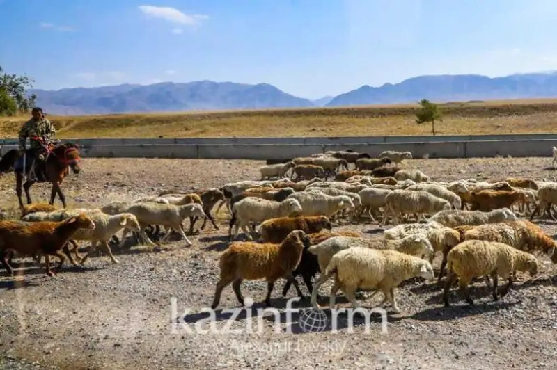 سەگىز ميلليون گەكتاردان استام جايىلىم كەرەك - ۆيتسە- مينيستر