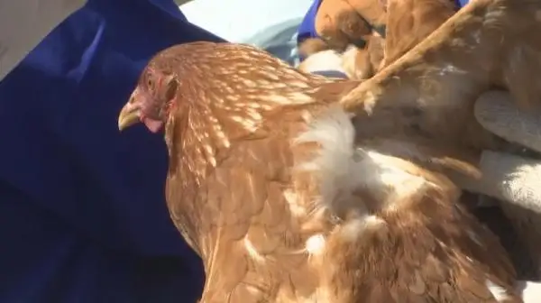 اتىراۋدا قۇس تۇماۋىنا قارسى ەكپە باستالدى