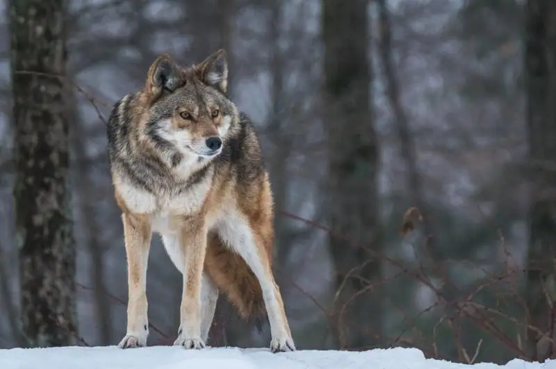 Бу йил қанча бўри ва чиябўрини отишга рухсат берилди