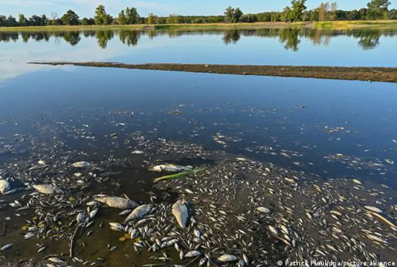 Германия ва Польша чегарасидаги Одер дарёсида балиқларнинг оммавий нобуд бўлиши қайд этилди