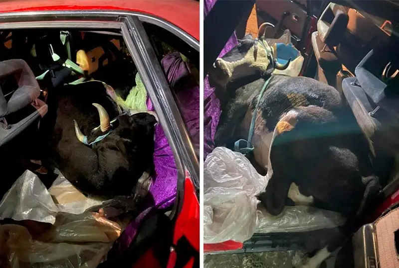 سوزاقتا مال ۇرىسى سيىردى اۋدي كولىگىنە سىيعىزىپ جىبەرگەن