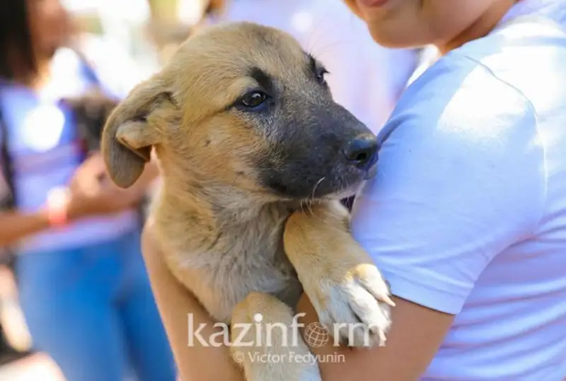 كەلەسى جىلدان باستاپ اقتوبەدە يتتەرگە چيپ تاعىلادى