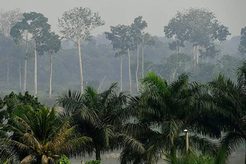 研究：热带雨林正在迅速失去吸碳能力