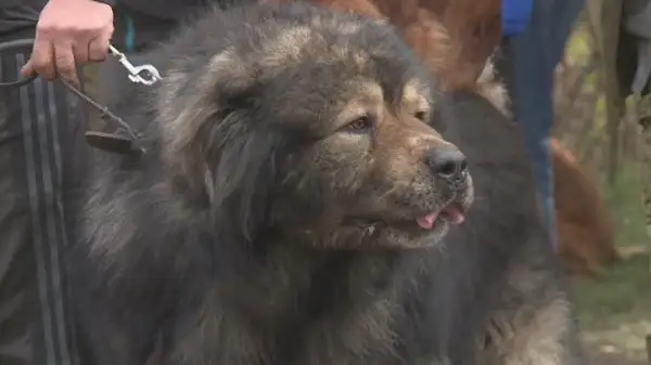 ەلوردادا حالىقارالىق يتتەر كورمەسى ءوتىپ جاتىر