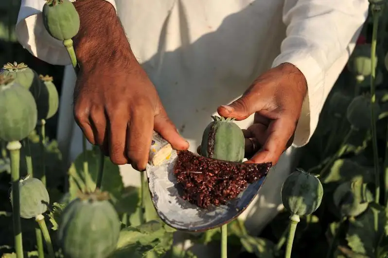 КХШТ давлатлари афғон наркотикларига қарши операция ўтказади