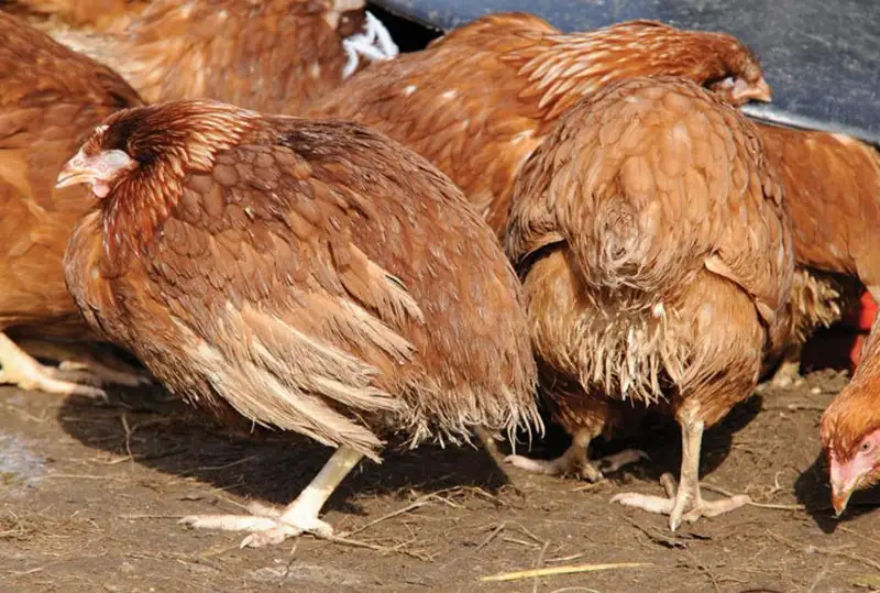 Падеж кур в Костанайской области прокомментировали в ветслужбе