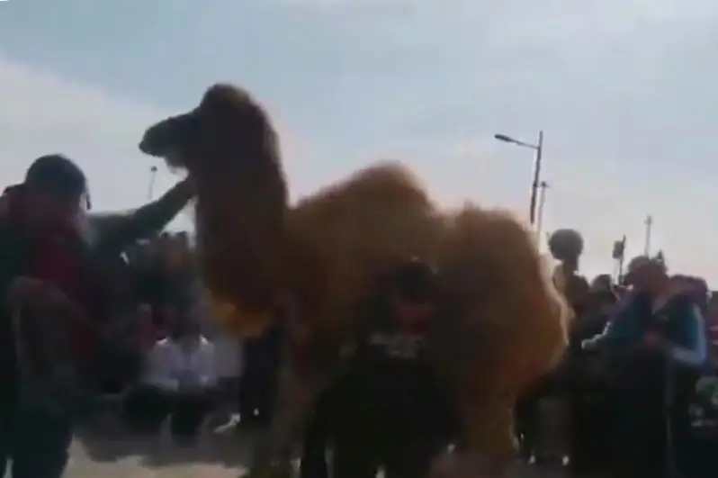 الماتى وبلىسىندا بالۋان جىگىتتەر نار كوتەرۋدەن سىنعا ءتۇستى