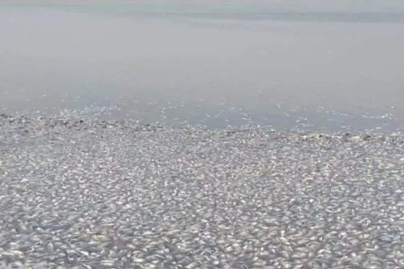 سولتۇستىك قازاقستانداعى بۋگروۆوە كولىندە موڭكە بالىعى قىرىلدى