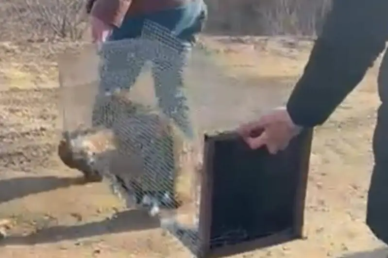 جايىقتىڭ جابايى مىسىعى