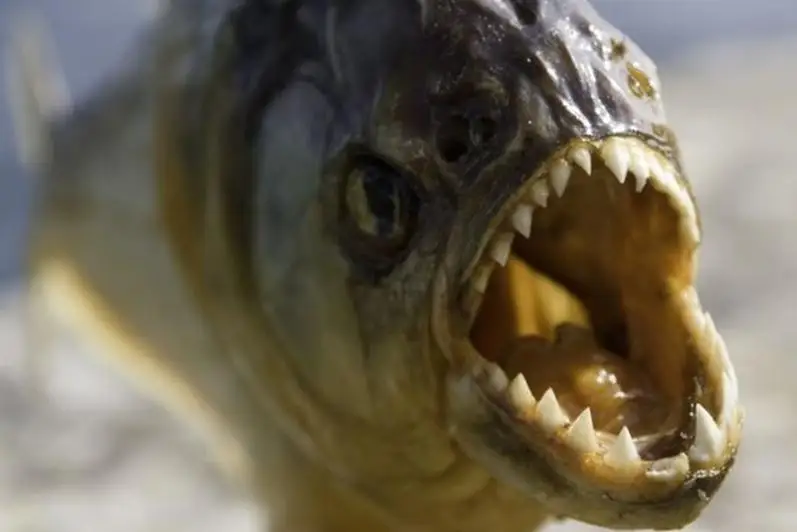 Бразилиялик асаларилардан қочиб, сувга сакраб тушди, бироқ уни пираньялар еди