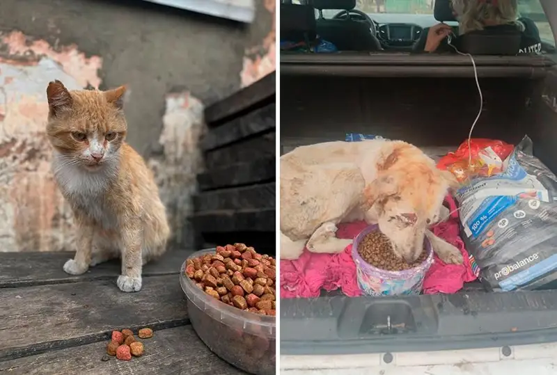 ЧП в Костанае: зооволонтеры спасают животных