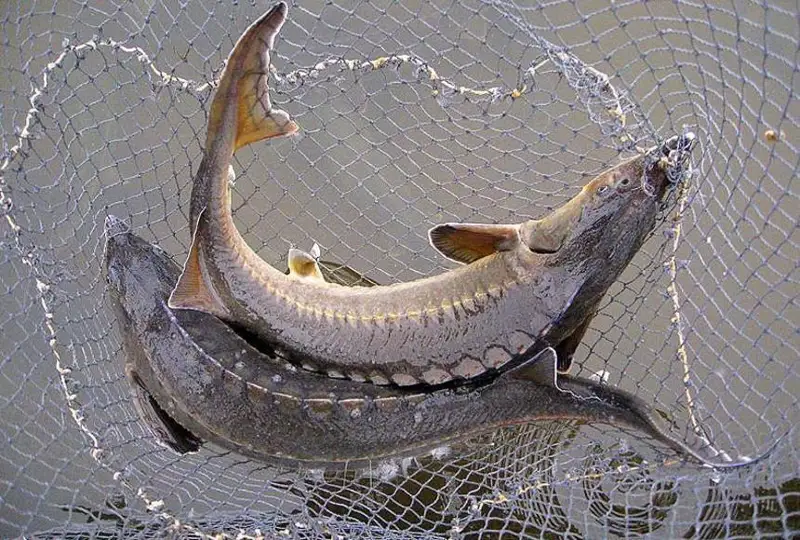 ҚР Бош вазири Атирау вилоятида осётр балиғи заводини реконструкция қилиш масаласини ўрганишни топширди.