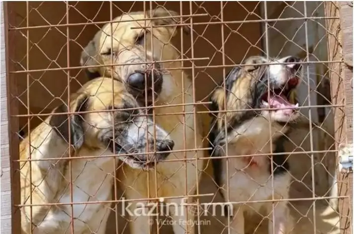 ەلىمىزدە جانۋارلاردى ازاپتاۋ فاكتىلەرى ارتقان