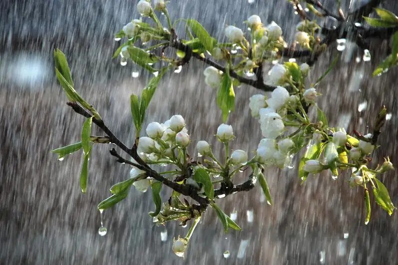 未来三天哈萨克斯坦大部分地区将迎来降雨天气