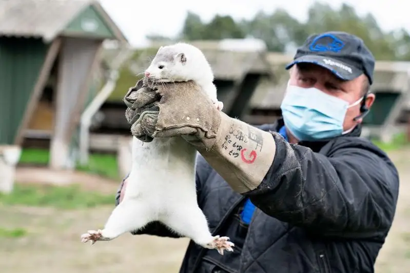 Данияда коронавирусга чалинган 2,5 млн қундуз ўлдирилади