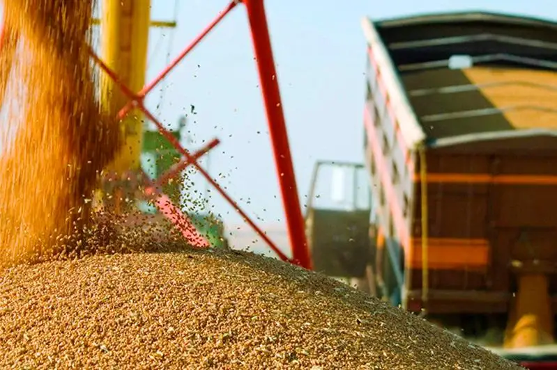Экспортный спрос на казахстанские семена подсолнечника и пшеницу вырастет
