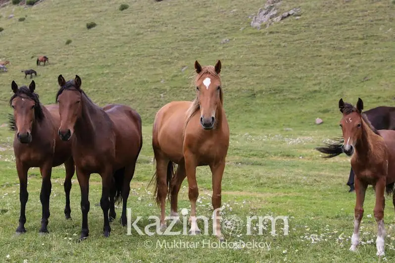 Семейда отлар сони 15,6 фоизга ошди