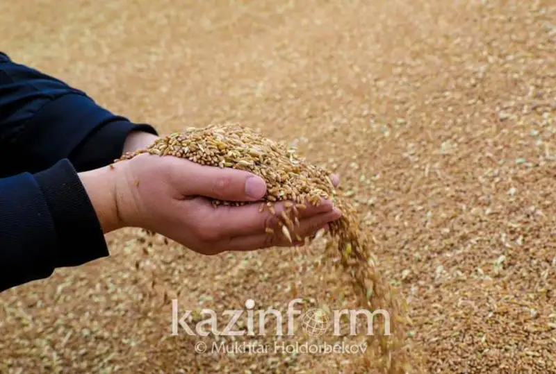 Qazaqstandaǵy bıdaı qory jańa eginge deıin jetkilikti