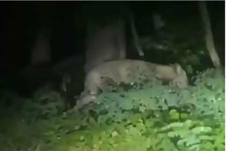 بەرلين ماڭىندا ارىستان كوزگە تۇسكەن، پوليتسيا اڭدى تابا الماي الەك