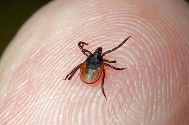 قىزىلوردا وبلىسىندا كەنە شاعۋ دەرەگى وتكەن جىلدان 4 ەسەگە ارتقان