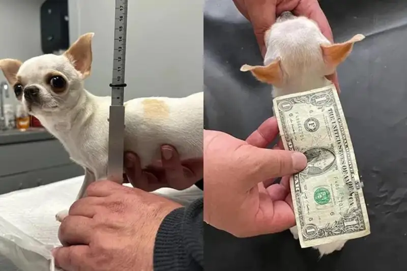 گيننەستىڭ رەكوردتار كىتابىنا ەنگەن الەمدەگى ەڭ كىشكەنتاي ءيتتىڭ سۋرەتى جاريالاندى