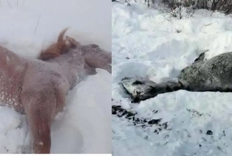 Shyǵys Qazaqstan oblysynda júk poıyzy 8 jylqyny qaǵyp ketti