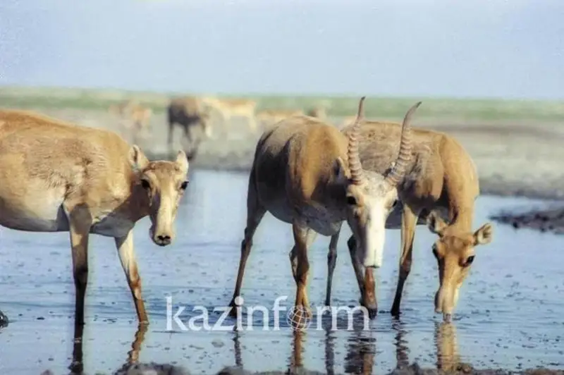 Решение по регуляции численности сайгаков еще не принято - глава Минэкологии РК