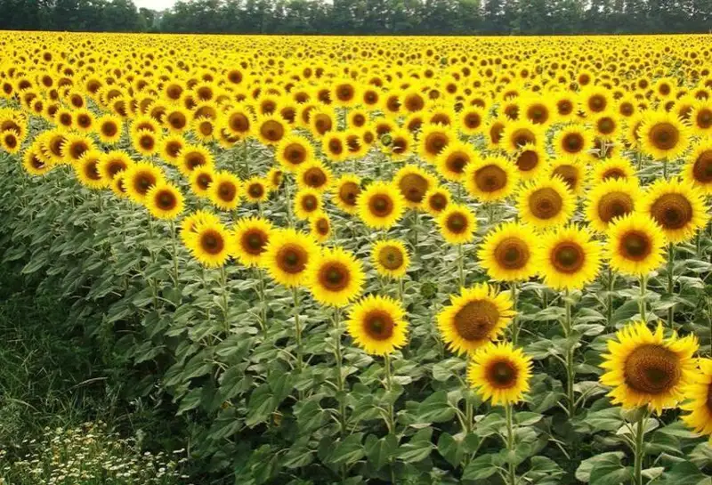 Қозоғистонда кунгабоқар уруғлари экспортига чекловлар жорий этилди