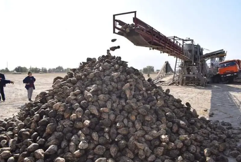 Сбор урожая сахарной свеклы начался на юге Казахстана