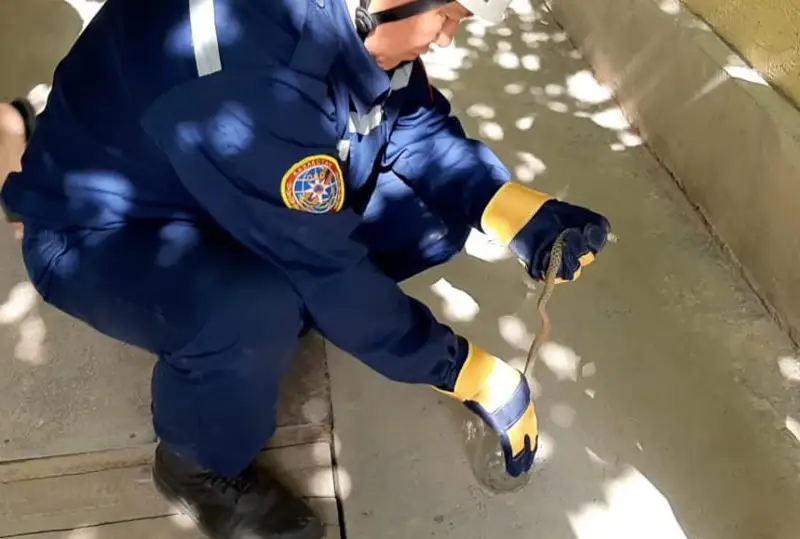 شىمكەنتتە جىلاننان قورقىپ، كومەك شاقىرۋشىلار كوبەيىپ كەتتى - فوتو