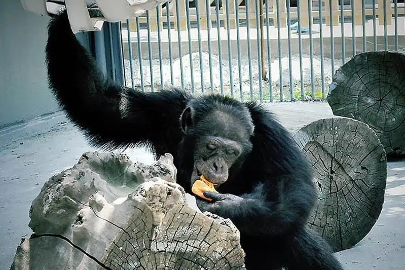 ادىلدىككە كەلگەندە شيمپانزەلەر اداممەن تەڭ ەكەن