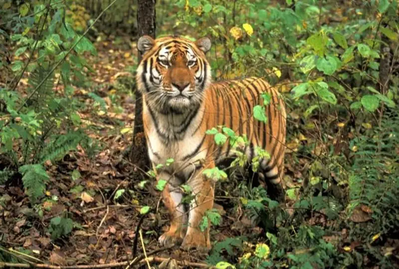 Почему для возвращения тигра выбрана территория Прибалхашья