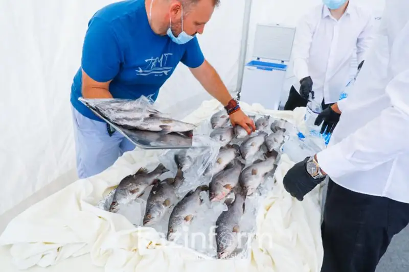 Производство свежей рыбы в РК растёт, но выпуск консервированной - падает