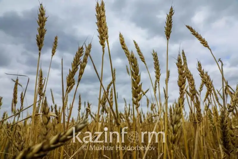 Жорий йилда Қозоғистон камида 6 миллион тонна ғалла экспорт қилади