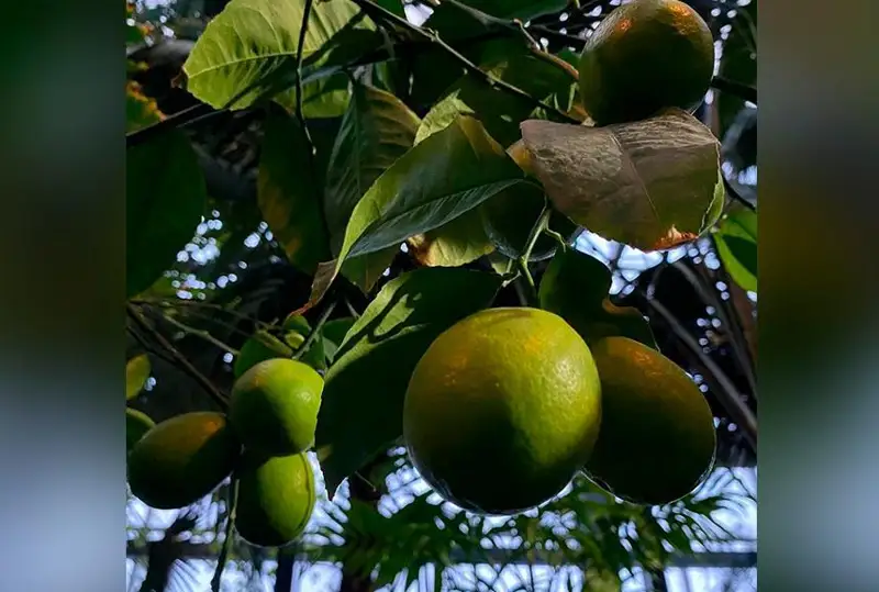 Петропавл иссиқхонасида Хитой лимони мева бермоқда